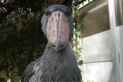 可愛い？怖い？東京の上野動物園にいるハシビロコウ（海外の反応）