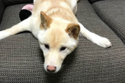 【柴犬画像】やる気のない柴、毛布被った柴、おとうさんじゃないです！【再】