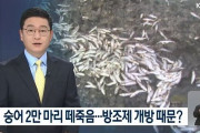 【汚物】韓国人「韓国の海岸でボラ2万匹が集団死！」貯水池防潮堤から汚水が流入か？　韓国の反応