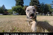 犬は50年くらい生きるべきだろ