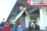 【漁業】厄介者の大型魚”シイラ”　価格急騰で一転、漁師「シイラ様」に　海外では高級魚、円安で輸出増加　温暖化で県内漁獲量も増加