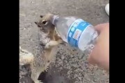 水だ・・・水をくれ！喉がカラカラで水を欲しがるリスが可愛い。海外の反応