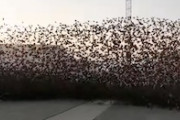 これはもう鳥の壁！鳥の超大群にトラックで突っ込んでいく動画がすごい。