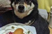 【画像】今日はうちの柴犬のお誕生日…犬用ケーキでお祝いですwww