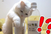 炭酸水を見るとついつい手を突っ込んじゃう猫が可愛すぎる（海外の反応）