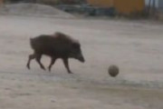 「イノシシが小学校でサッカーしている」との通報🐗⚽