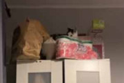 うちの猫がクローゼットの上にいた。そこから物を落とす → イタズラっ子はこうなります…