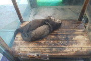 水族館のカワウソさん、昼間からイチャイチャしてしまう