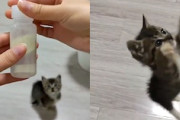 【ネコ】ミルクの時間だと気づいた子猫ちゃんの反応が(*´д｀*)