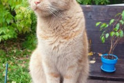 【ねこ画像】ウッドデッキでチョコン座り、携帯とこねこ ほか【再】