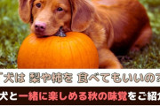 【秋の味覚】愛犬と共に味わう！美味しくて健康的な秋の旬の食材