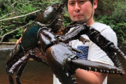【画像】世界最大のザリガニｗｗｗ