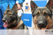 無能と呼ばれた神奈川県警 実は警察犬がめちゃくちゃ活躍していた