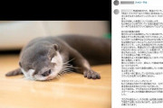 カワウソ虐待、人気のインスタ投稿者「懐かず、かまれたので」