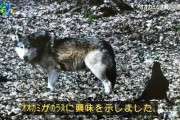 カラス「カアカアカアｗ」オオカミ「ふむ…」