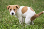 犬が排泄時に切ない顔でこっちを見つめてくる本当の理由が判明ｗｗｗｗｗｗｗｗ