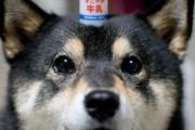 黒の柴犬って語彙力失うぐらい可愛いよな