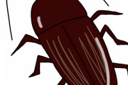 ゴキブリ「刺しません。噛みません。人間の目につかない場所で活動してます」←こいつが嫌われる理由ｗｗｗｗｗｗｗ