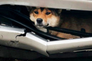 【奇跡が起こった】車のバンパーに挟まれた柴犬が45分の死のドライブへ