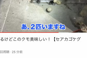 【画像】生き物系YouTuberさん、セアカゴケグモを食べてしまい炎上ｗｗｗ