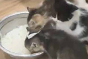 子猫たちがミルクを飲んでいた。そこに子犬がやってくる。コラっ！ → パパ犬はこうします…
