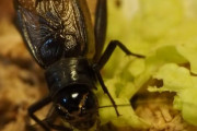 アホ「昆虫食が未来をつくる」 バカ「うおおおコオロギせんべい食べよ！」