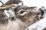 【異常すぎる大量シ】北極圏でトナカイ200頭が餓シ
