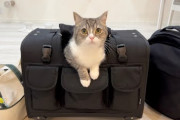 【終国】大人気猫Youtuber・もちまるさん、逝きそう?