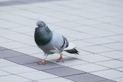 鳩が豆鉄砲な顔をしてる