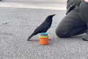 【動画】カラッス、お前らと同じぐらい賢い