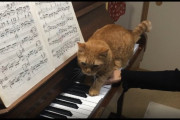 愛猫に演奏を邪魔される日本人ピアニストの人気映像に海外ほっこり