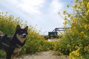【柴犬画像】菜の花畑、乾杯ですか、コス柴犬の撮影【再】