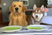 ゴールデンレトリバーとハスキーの率直な食レポ6連発！