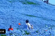 海外「これは綺麗だ…一生に一度でいいから行ってみたい…」日本で見れる青いネモフィラの花畑に海外絶賛！！