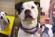 保護施設で不安から器をくわえたままだったピットブルが新しい家族に出会う、心温まるストーリー