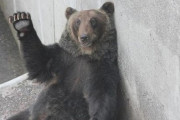 「クマ＝プーさんとでも思ってるのか」 クマ駆除抗議加熱、ハンターの個人情報特定する輩も