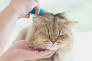 婚活を考えてるんだけど、猫を飼ってると結婚が遠ざかってしまったりする？猫無しの生活は考えられない。