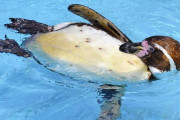 【画像】水族館に来た女さん、ペンギンのケツの穴を嗅がされ無事死亡…！！