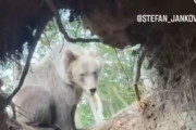 【動画】クマさん、おうちに帰ったらなんか変なのがいて困惑してしまう