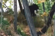 【山形】ブドウ農園にクマ。動画を撮影した男性「シャインマスカットを口にくわえたクマと5秒間くらい目が合った」