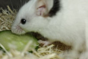 ワイのネズミがかわいい（※画像あり）