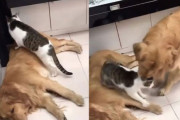そこはやめとけ。ゴールデンレトリバーの上に乗る猫を引きずりおろしてから自らの懐に入れるゴールデンレトリバー
