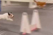 よそのイヌはとても俊敏だ。障害物も何のその！ → うちの犬はこんな感じ…