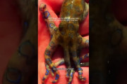 イギリス人、「綺麗なタコを捕まえた」と手に乗せる動画を投稿→猛毒のヒョウモンダコだと指摘相次ぐ