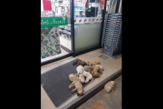 日本人が「タイのセブンイレブンの野良犬が凄い」と大興奮！？【タイ人の反応】