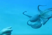 【動画】タコ、人間に懐いてしまう