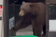 すみません、やってますか？セブンイレブンを訪れるも店員がいなくて困るクマさん。海外の反応