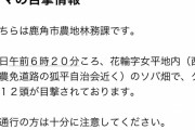 【悲報】熊が一度に12匹現れる