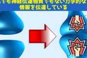 脳は電気でも神経伝達物質でもないシナプスでは筋肉に匹敵する「力で情報伝達」と判明 東京大学