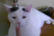 ネコが「サイドテーブル」の上にいた。お父さんが指でその鼻を「つんつん」触ってみる → すると…